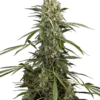 Sensi Seeds Supreme Skunk Autofiorenti