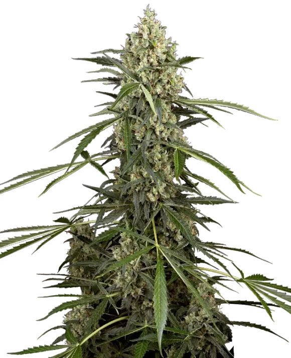 Sensi Seeds Supreme Skunk Autofiorenti