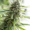 Dinafem Seeds Critical Mass CBD