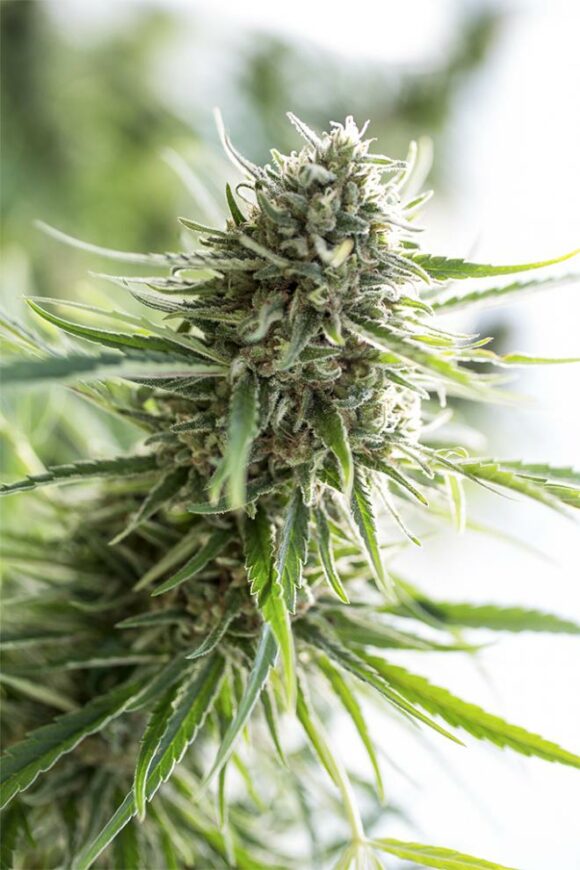 Dinafem Seeds Critical Mass CBD