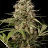 Dinafem Seeds Shark Shock CBD