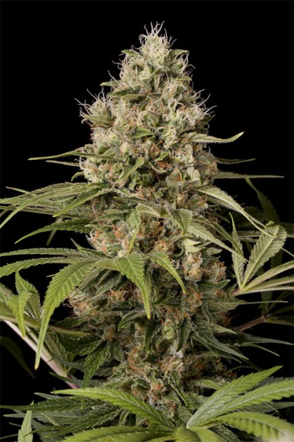 Dinafem Seeds Shark Shock CBD