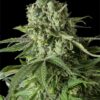 Dinafem Seeds Moby Dick CBD