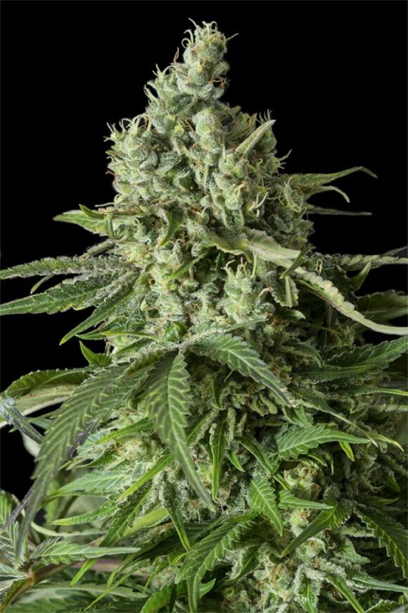 Dinafem Seeds Moby Dick CBD