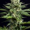 Dinafem Seeds OG Kush CBD