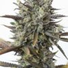 Dinafem Seeds Purple Orange CBD