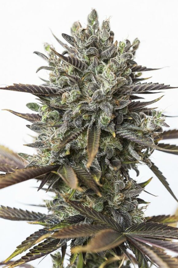 Dinafem Seeds Purple Orange CBD