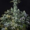 Dinafem Seeds Early Amnesia CBD