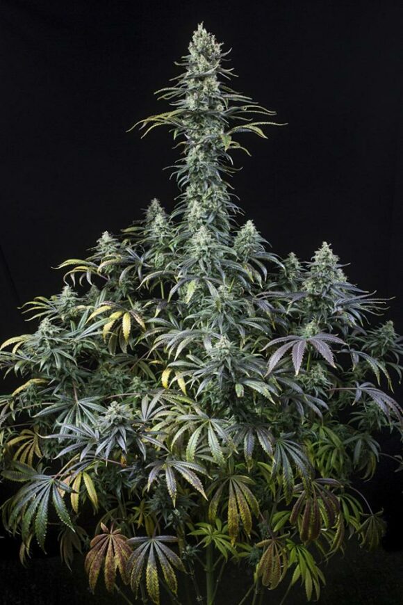 Dinafem Seeds Early Amnesia CBD