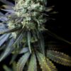 Dinafem Seeds Dinamed CBD