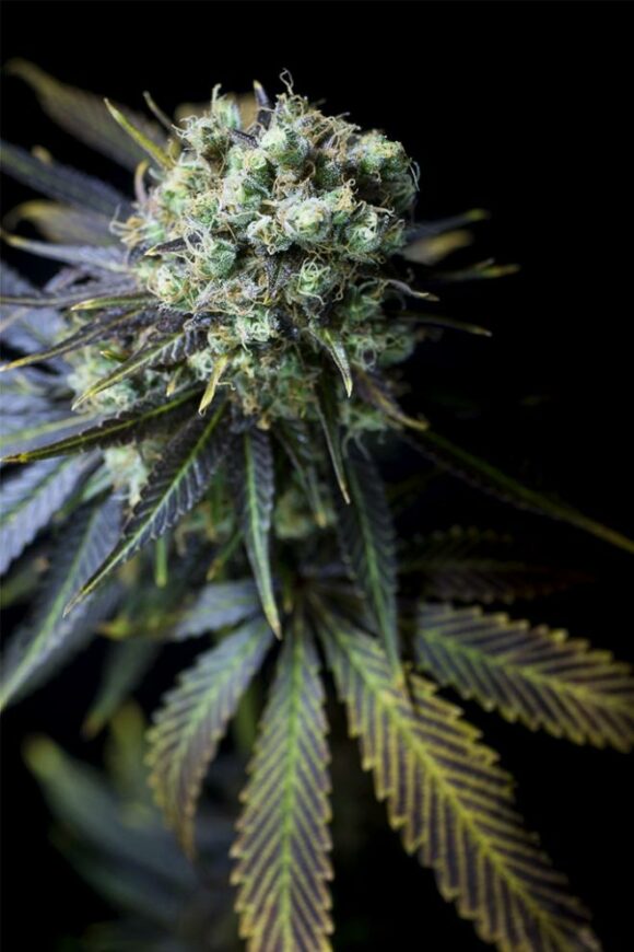 Dinafem Seeds Dinamed CBD