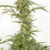 Dinafem Seeds OG Kush Autoflowering CBD