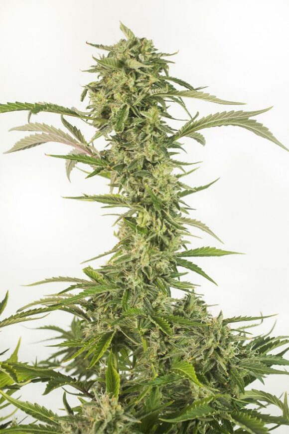 Dinafem Seeds OG Kush Autoflowering CBD
