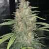 Fast Buds OG Kush Auto