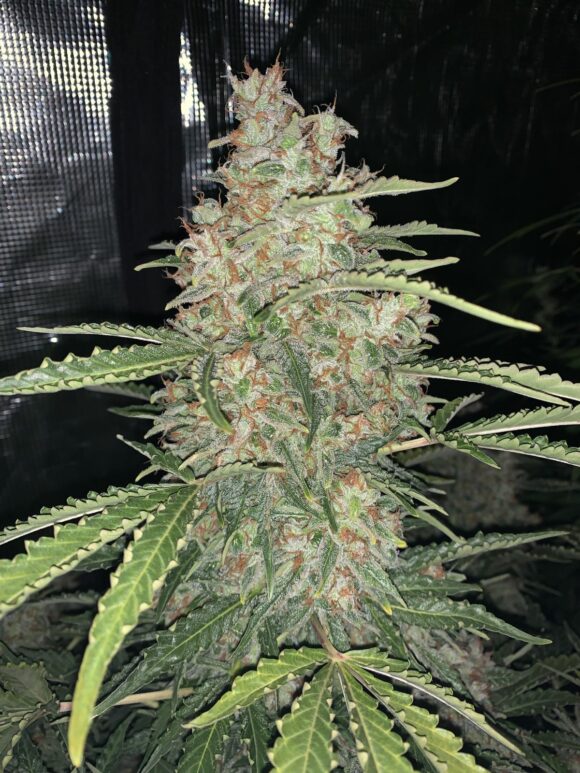Fast Buds OG Kush Auto