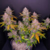 Fast Buds LSD-25 Auto