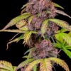Fast Buds Lemon Cherry Cookies Auto