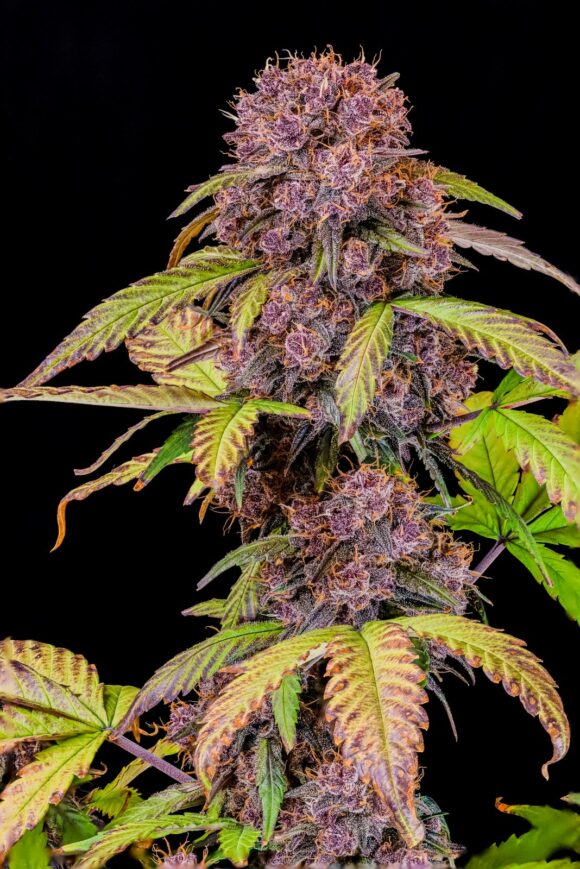 Fast Buds Lemon Cherry Cookies Auto