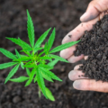 4-cose-da-sapere-prima-di-scegliere-il-tuo-fertilizzante-per-piante-di-cannabis