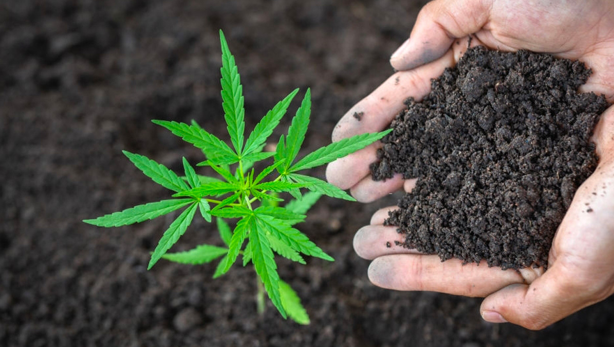 4 cose da sapere prima di scegliere il tuo fertilizzante per piante di cannabis