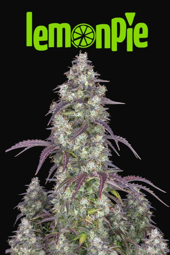 Fast Buds Lemon Pie Auto