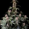 Fast Buds Strawberry Banana Auto