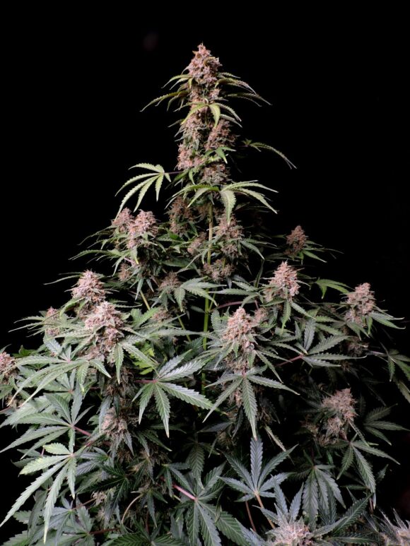 Fast Buds Strawberry Banana Auto