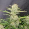 Fast Buds Apricot Auto