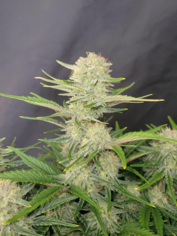 Fast Buds Apricot Auto