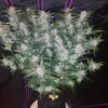 Fast Buds Mexican Airlines Auto