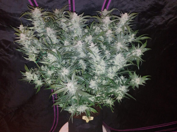 Fast Buds Mexican Airlines Auto