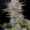 Fast Buds Banana Purple Punch Auto
