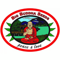 Big Buddha Seeds