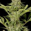 Dinafem Seeds Critical Jack Fem