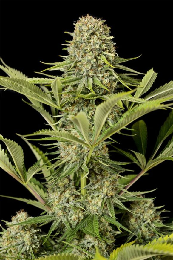 Dinafem Seeds Critical Jack Fem