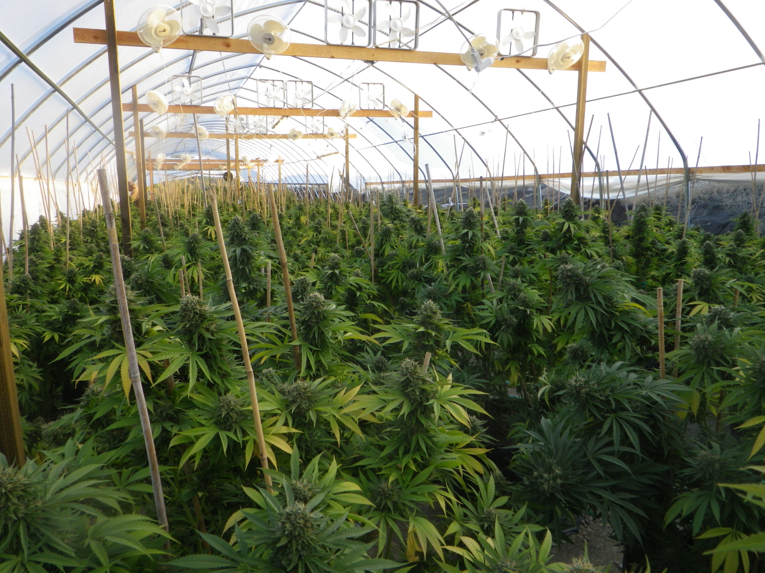 Considerazioni chiave per costruire una serra di cannabis redditizia