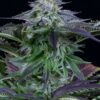 Dinafem Seeds Dinamed Kush CBD Autoflowering