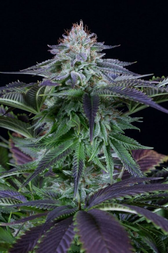 Dinafem Seeds Dinamed Kush CBD Autoflowering