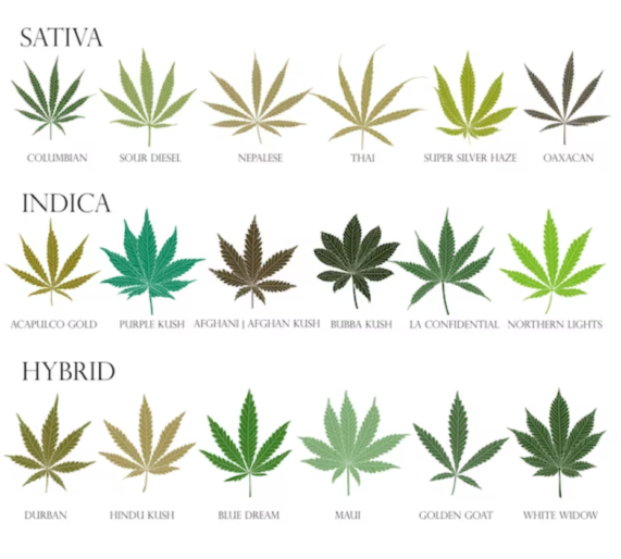 Differenze tra Cannabis Sativa Indica Ruderalis e Ibridi