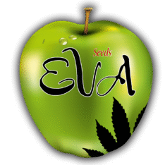Eva Seeds