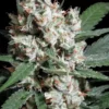 Paradise Seeds L.A. Amnesia Fem