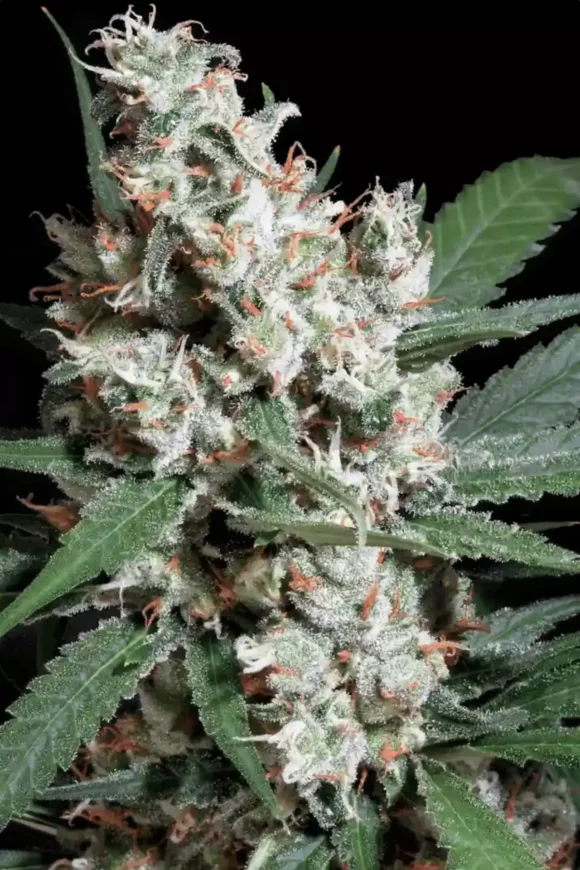 Paradise Seeds L.A. Amnesia Fem
