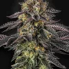 Paradise Seeds Sunset Paradise Fem