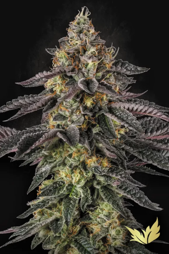 Paradise Seeds Sunset Paradise Fem