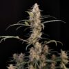 Fast Buds Critical Auto