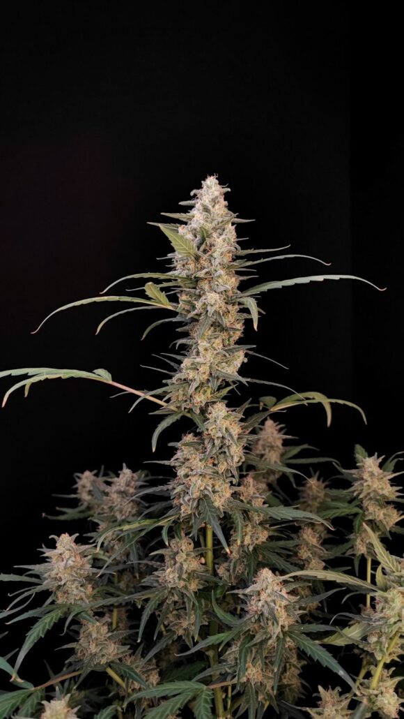 Fast Buds Critical Auto