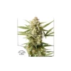 Dutch Passion - Auto Cinderella Jack