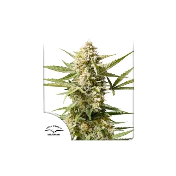 Dutch Passion - Auto Cinderella Jack