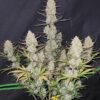 Fast Buds Tropicana Cookies Auto