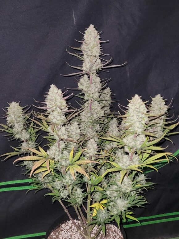Fast Buds Tropicana Cookies Auto